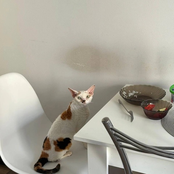 —&nbsp;А я просто сижу, как говорится, примус починяю | Источник: читатель 63.RU