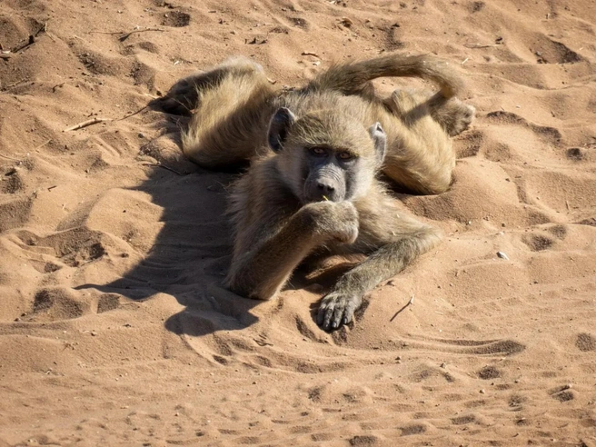 Источник: Jacqueline Treutner / www.comedywildlifephoto.com