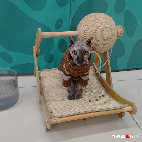 Источник: Сергей Гендин / 164.RU