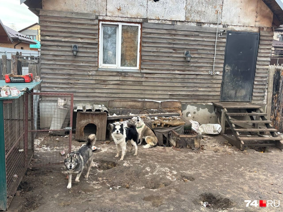 Это лишь часть волкособов, лают они, правда, как будто воют  | Источник: Дарья Дубровских 