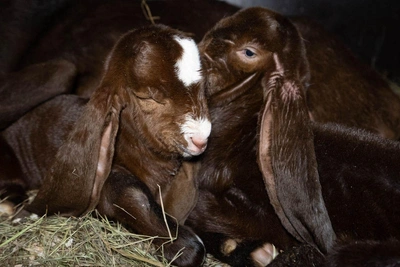 Два козленка родились в Волгограде в ночь на 8 марта