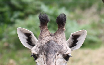 Зачем жирафам длинная шея