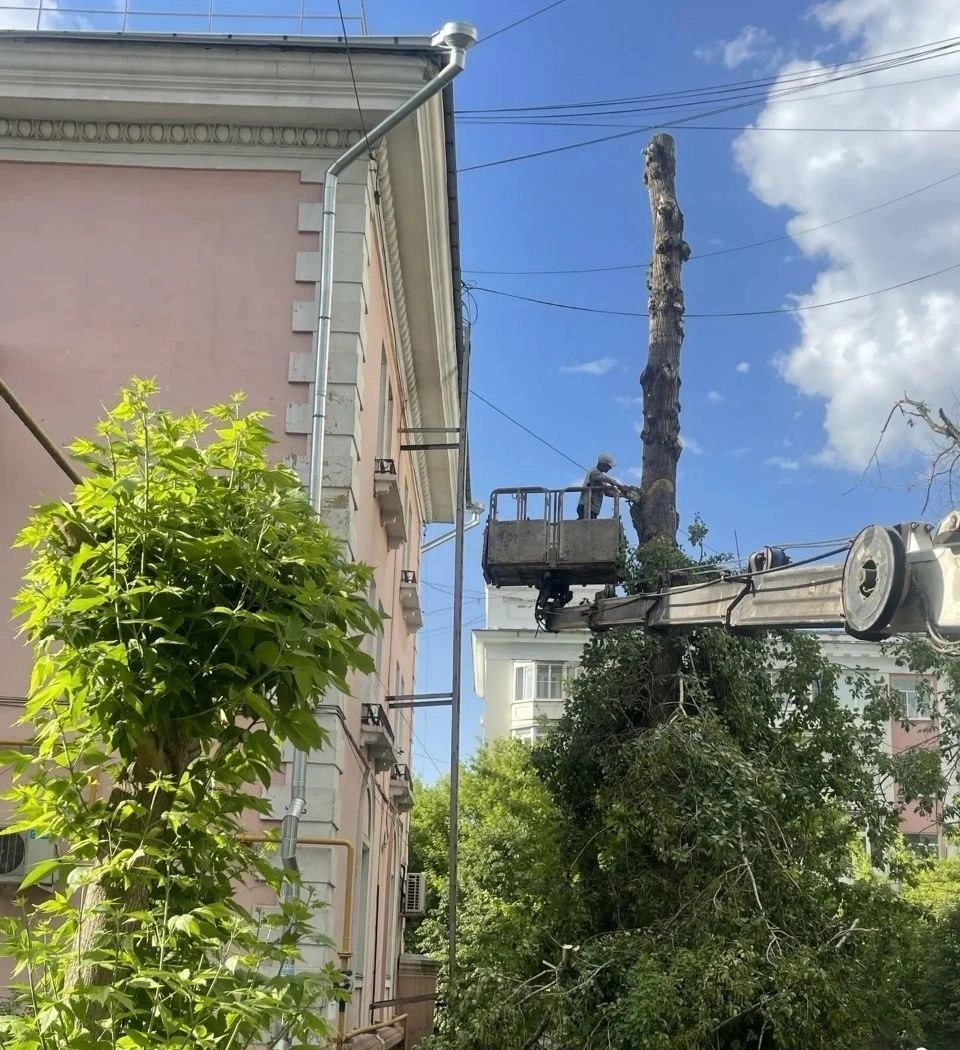 Пышные тополя превратились в унылые «свечки» | Источник: администрация Челябинска