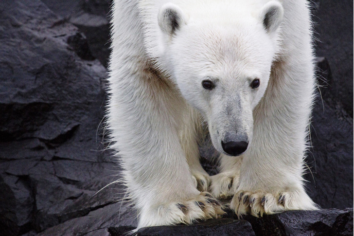 Белые эмигранты: как изменение климата влияет на полярных медведей