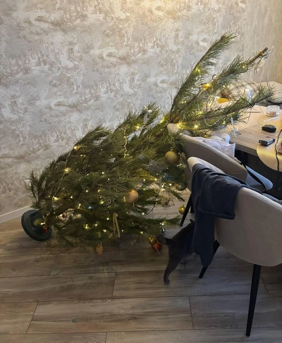 Ой! Этой ёлочке больше не наливать  | Источник: читатель 63.RU 