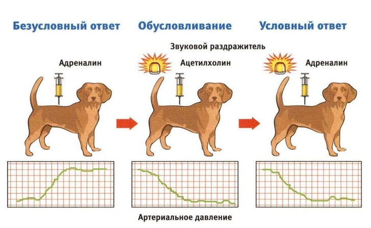 Исцеляющий обман: в чем сила плацебо