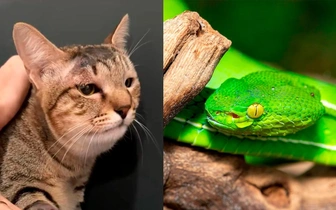 Плакала и кричала от боли: как кошка Мася спасла свою хозяйку Анну от смертельно-опасной змеи на Бали