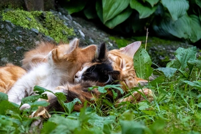 Дом для кошек построят при приюте для бездомных в Уфе