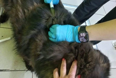 Полиция проверяет жителя Суворовского за отстрел собак