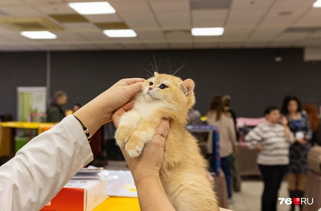 Щечки котят можно трогать только после обработки рук антисептическим средством | Источник: Артём Бауман / 76.RU