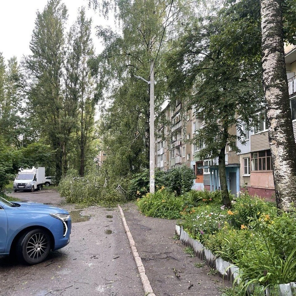Дерево и столб упали прямо на 12-летнего мальчика | Источник: Прокуратура Ярославской области / T.me