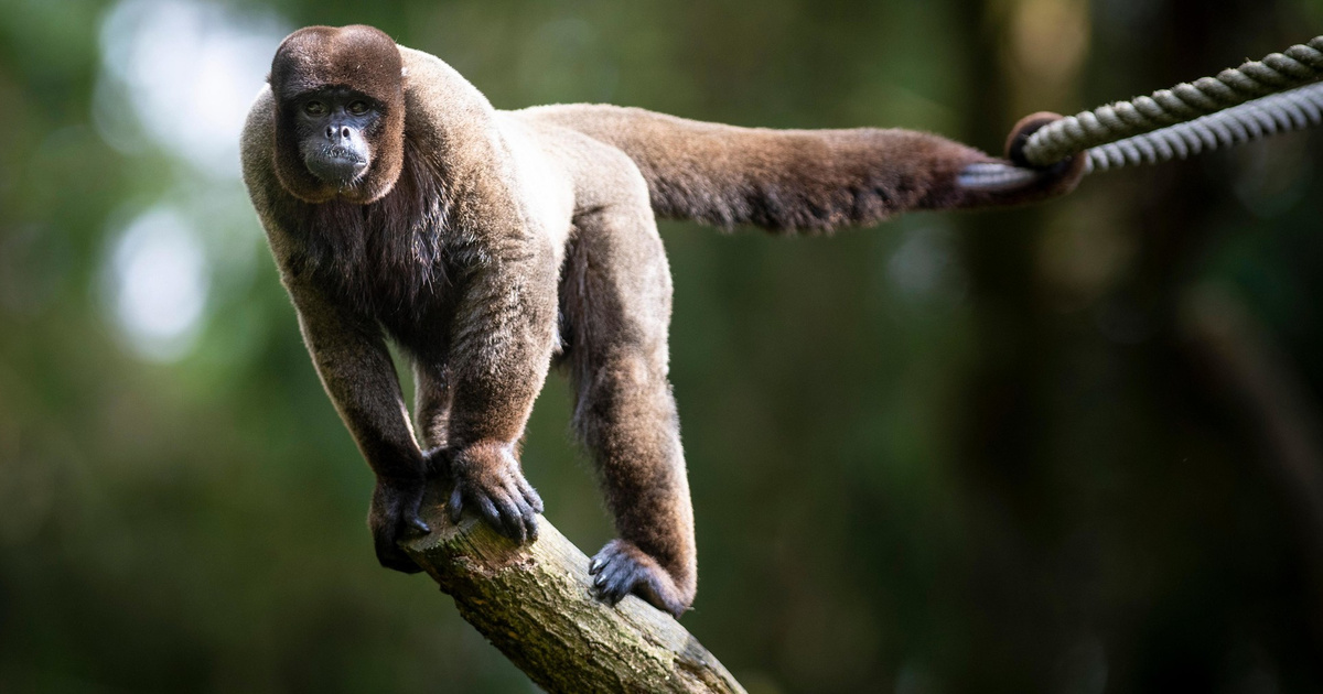 Обезьяны 1 класс. Шерстистые обезьяны. Первые приматы. Животные Эквадора. Перуанская шерстистая обезьяна.