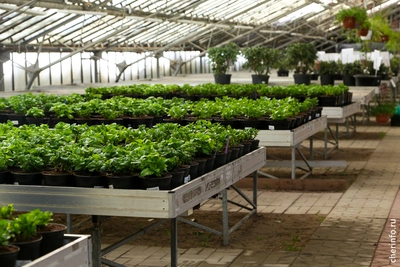 Цветоводы Тоншалово вырастили к 8 Марта миллион тюльпанов