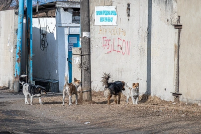 Собаки напали на ребёнка в Невинномысске: уголовное дело