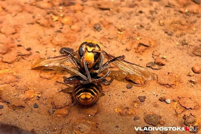В Уссурийске водитель чуть не погиб из-за укуса шершня | Источник: Елена Буйвол / VLADIVOSTOK1.RU