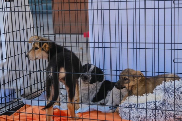 Источник: Анастасия