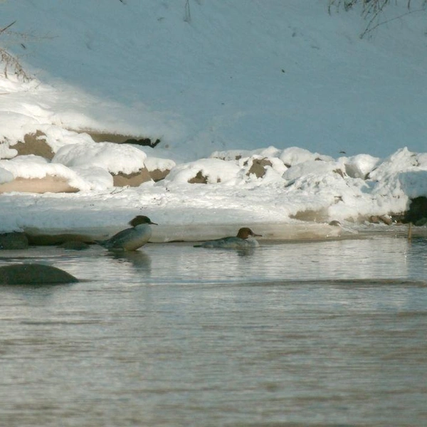 Источник: Павел Глазков / «Каждой твари по паре» 