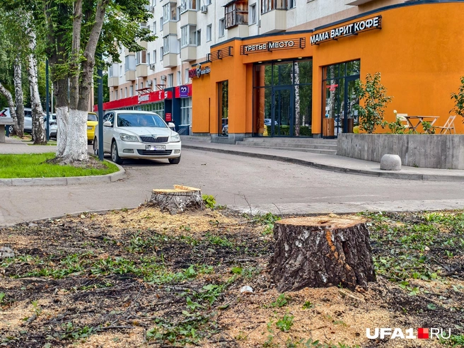 Подождем 20 лет, пока новые вырастут | Источник: Булат Салихов / UFA1.RU