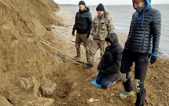 В Ростовской области обнаружен череп степного мамонта