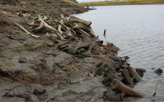 Раскрыта тайна «кладбища мамонтов» на севере Якутии: как кости оказались тут 12 тысяч лет назад?