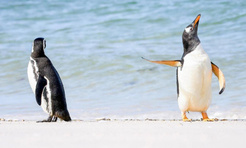 Самые смешные снимки животных в дикой природе за всю историю фотоконкурса Comedy Wildlife Photography Awards