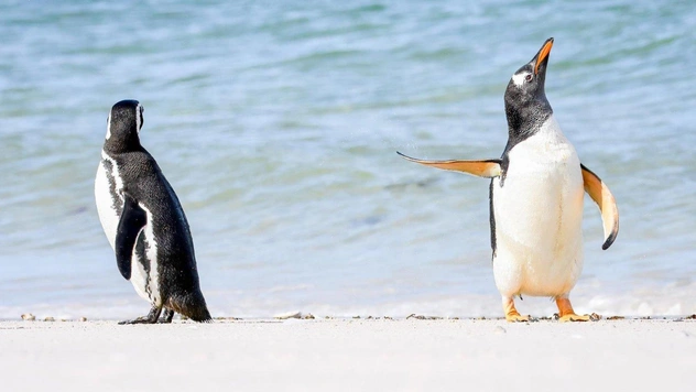 Самые смешные снимки животных в дикой природе за всю историю фотоконкурса Comedy Wildlife Photography Awards