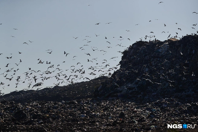 Документация по некоторым полигонам проходит государственную проверку | Источник: Александр Ощепков / NGS.RU
