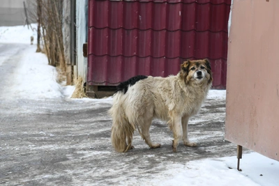Altai Krai has over 4,300 homeless dogs