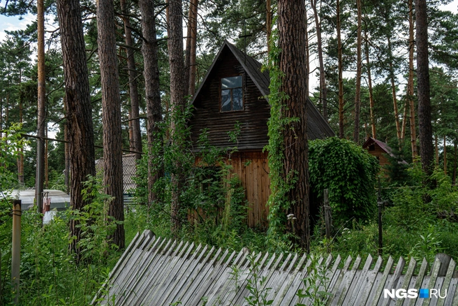 На снос дерева в лесу придется получать разрешение | Источник: Александр Ощепков / NGS.RU