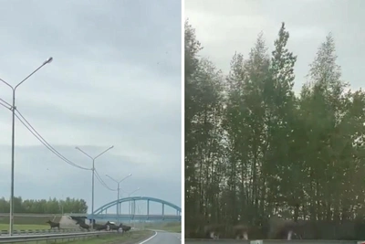 На трассе под Ярославлем заметили стадо лосей