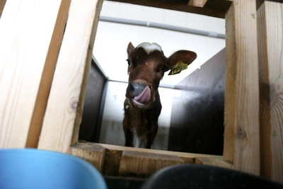 Суд обязал рязанское хозяйство вернуть грант в 4,2 млн рублей