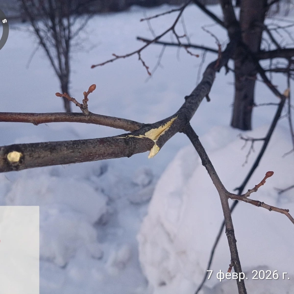 Ветки сильно повреждены | Источник: «Проект „ДЫШИ! Омск“» / vk.com