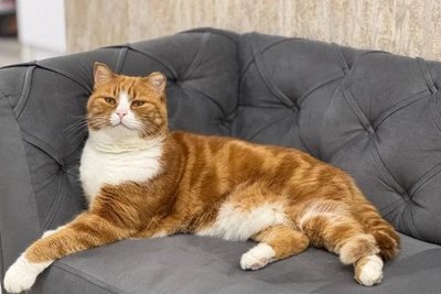 Novosibirsk Pet Owners Showcase Cats After World Competition