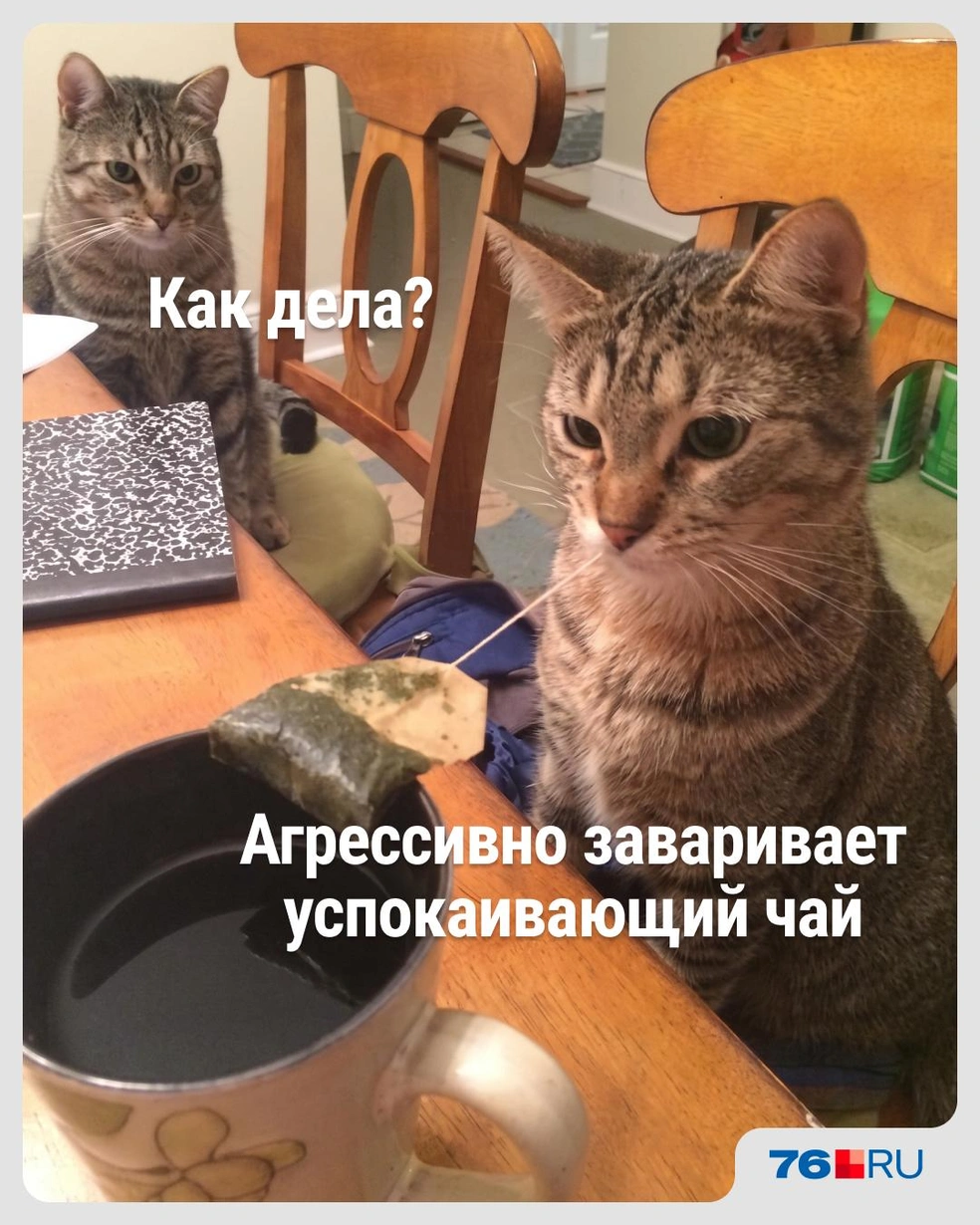 Побольше ромашки не помешает  | Источник: Городские медиа
