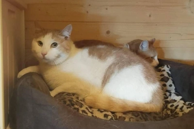 Спасенным котам с ПНТ ищут дом