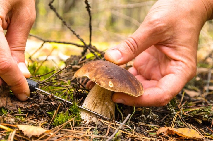 Источник: Andrei Dubadzel&nbsp;via&nbsp;Shutterstock/Fotodom.ru