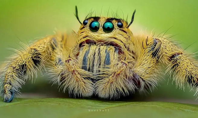 Портрет самки Hyllus diardi | Источник: kietbulll / Reddit