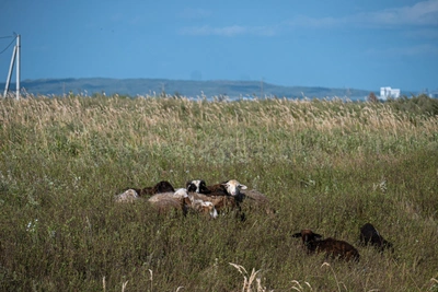 Полиция Калмыкии отрицает историю ростовчанки