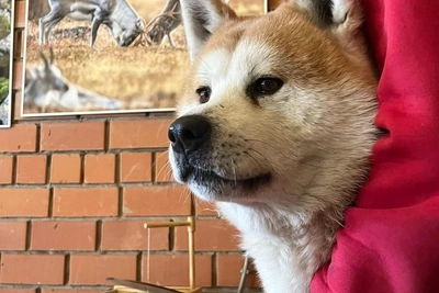 A Baikal Hachiko: Akita Dog Finds Shelter at Siberian Zoo While Awaiting Owner