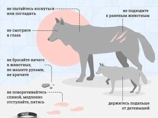 Правила поведения при встрече с диким зверем | Источник: Филипп Сапегин / Городские медиа