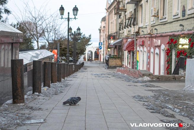 Источник: Елена Буйвол / VLADIVOSTOK1.RU