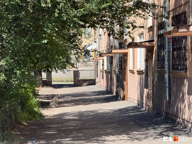 Дворы здесь зеленые и уютные | Источник: Анастасия Баранова / E1.RU