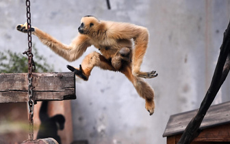 Самка гиббона тренируется в зоопарке Гуанчжоу