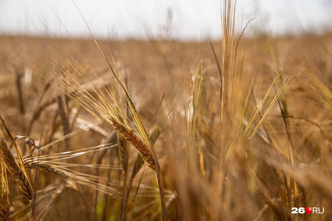 Многие поверья праздника связаны с землёй | Источник: Александр Ощепков / NGS.RU