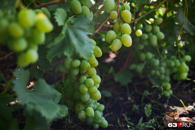 Виноградник Юрия Павловича насчитывает около 100 сортов | Источник: Роман Данилкин / 63.RU