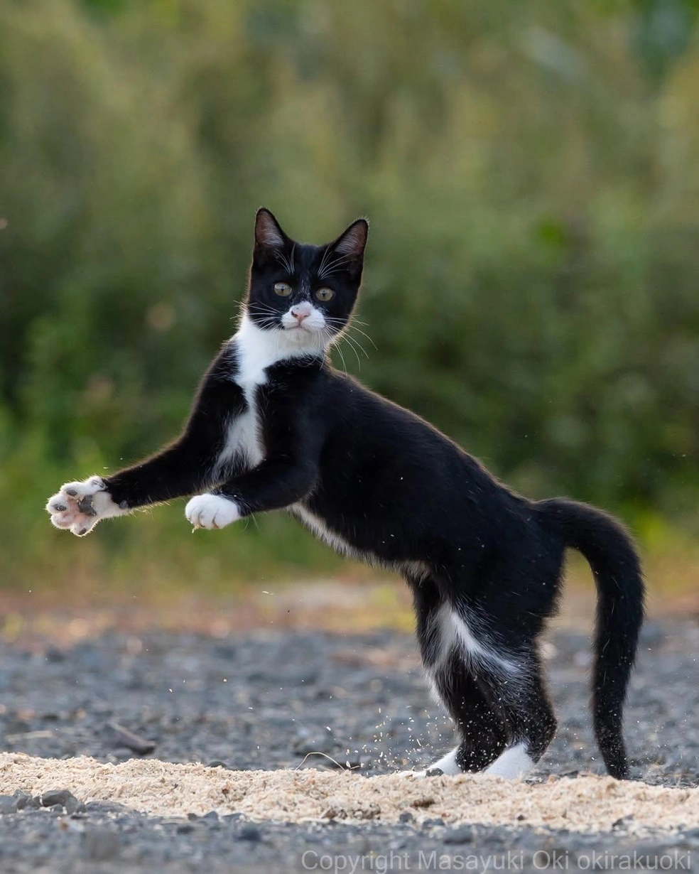 Этот кот — сама грация | Источник: okirakuoki / Instagram (экстремистская организация, деятельность запрещена на территории РФ)