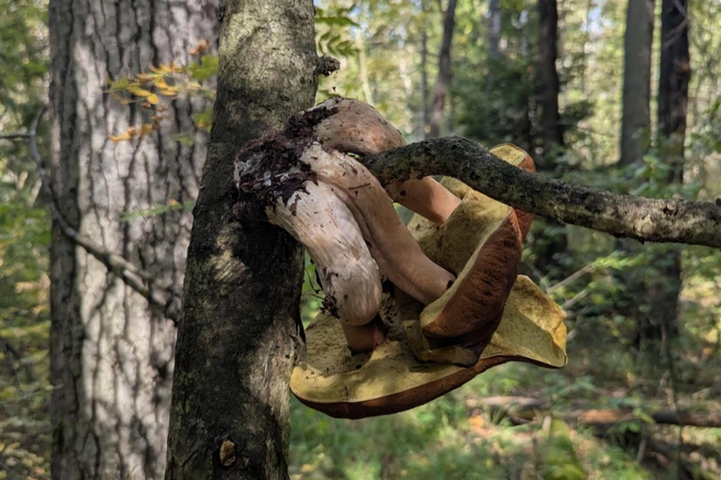 Гриб сфотографировали в лесу Мещеры | Источник: Телеграм-канал «Мещерский тупик»