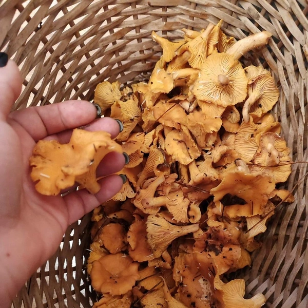 Урожай лисичек из Можайского района  | Источник: Елена Соколова / Грибы в Подмосковье 2025 / VK.com