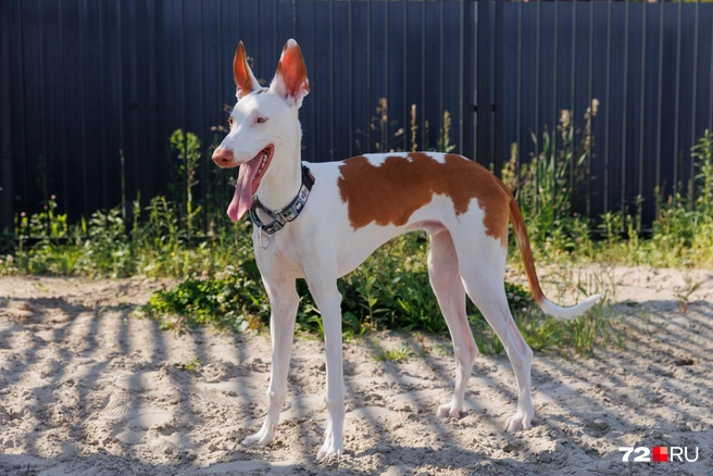 В сильный зной длительность прогулки поденко ибиценко сокращается: они плохо переносят жару | Источник: Ирина Шарова / 72.RU 