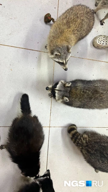 Зверьки требуют внимания и тянут к человеку свои лапки | Источник: Настасья Медведева / NGS.RU